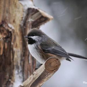 Boreal Chickadee