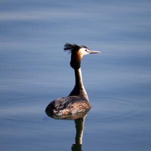 Great Crested Grebe