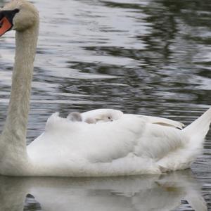 Mute Swan