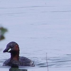 Little Grebe