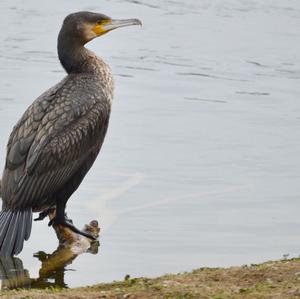 Great Cormorant