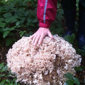 Eastern Cauliflower Mushroom