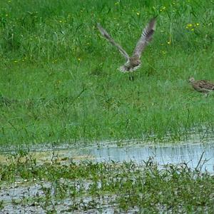 Eurasian Curlew