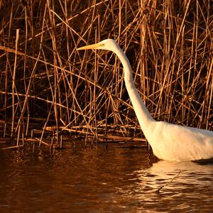 Great Egret