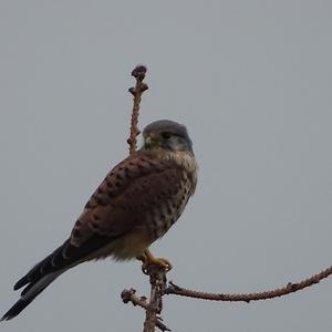 Common Kestrel