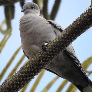 Eurasian Collared-dove