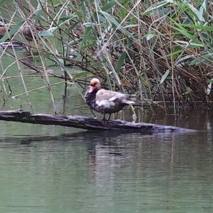 Red-crested Pochard