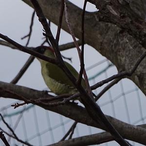 Eurasian Green Woodpecker