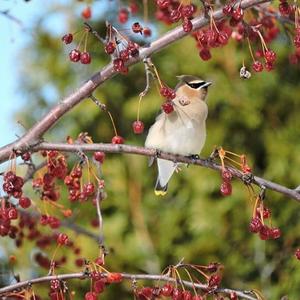 Cedar Waxwing