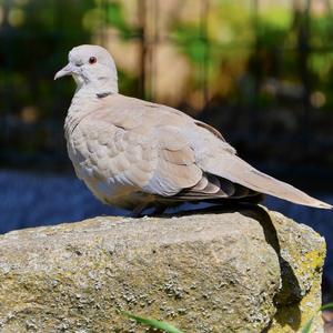 Eurasian Collared-dove