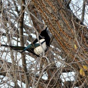 Black-billed Magpie