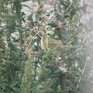 Willow Warbler