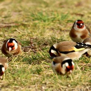 European Goldfinch