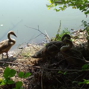 Höckerschwan