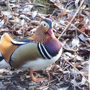 Mandarin Duck