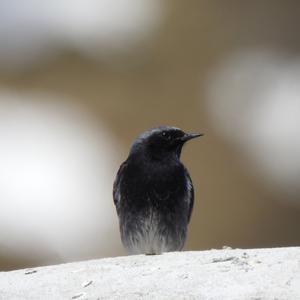 Black Redstart