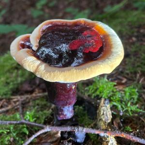 Shining Ganoderma