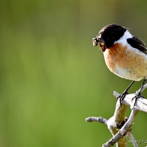 European stonechat