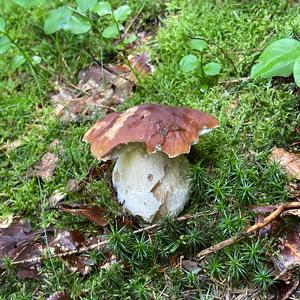 King Bolete