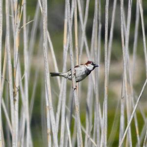 Spanish Sparrow