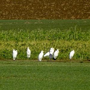 Great Egret