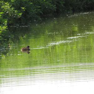 Little Grebe