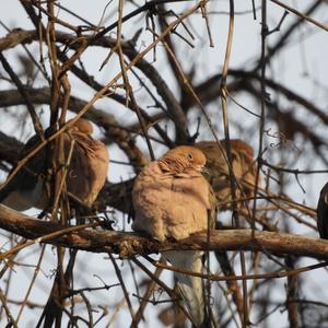 Mourning Dove