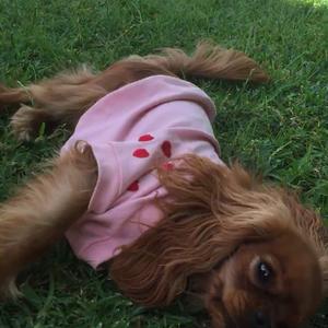 Cavalier King Charles Spaniel