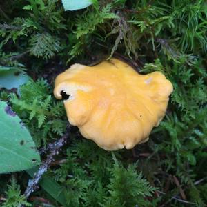 Chanterelle, Common