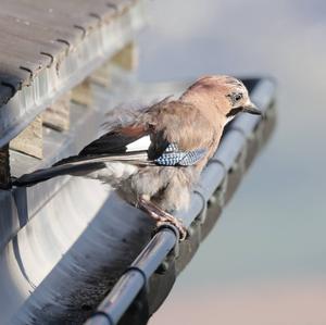 Eurasian Jay