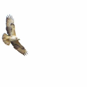 Common Buzzard