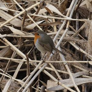 European Robin