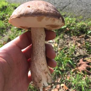 Orange Birch Bolete