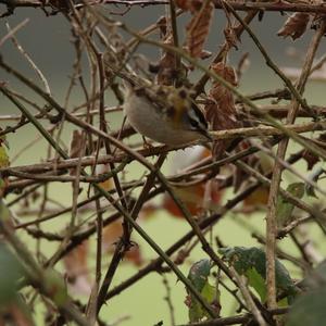 Firecrest