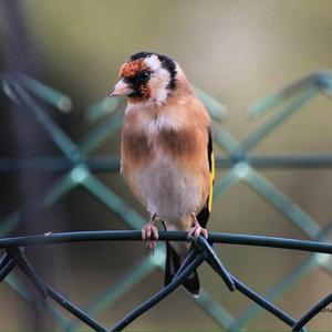 European Goldfinch