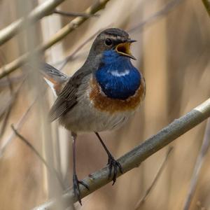 Blaukehlchen