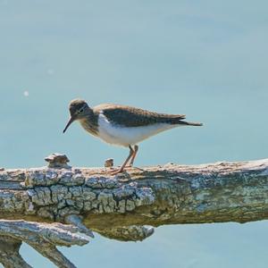 Flussuferläufer