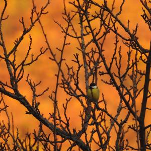 Great Tit