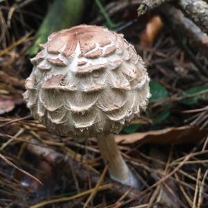 Shaggy Parasol