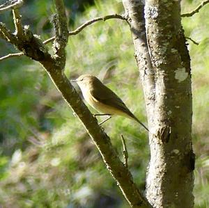 Willow Warbler