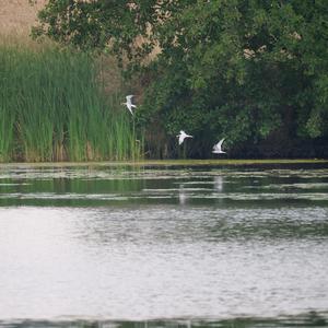 Common Tern