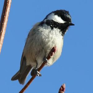 Coal Tit