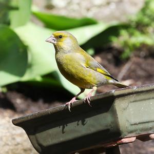 European Greenfinch