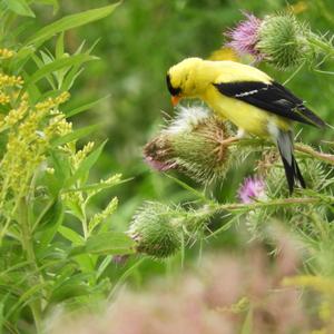 American Goldfinch