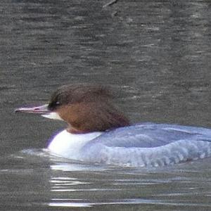 Common Merganser