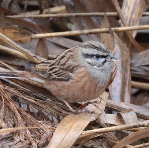 Rock Bunting