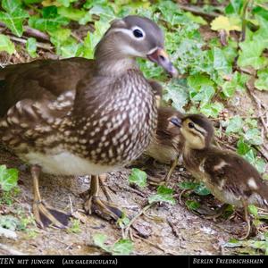 Mandarin Duck