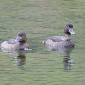 Tufted Duck