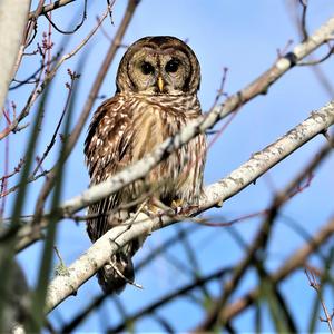 Barred Owl