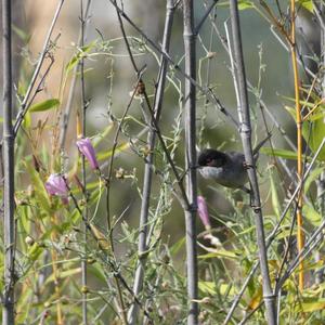 Sardinian Warbler